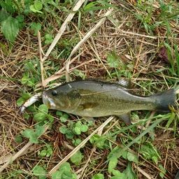 ラージマウスバス