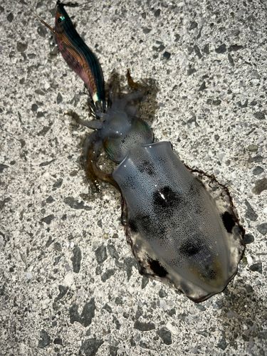 法花津湾
