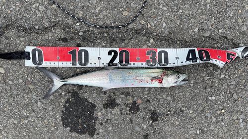 サゴシの釣果