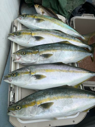 イナダの釣果