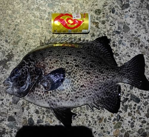 イシガキダイの釣果