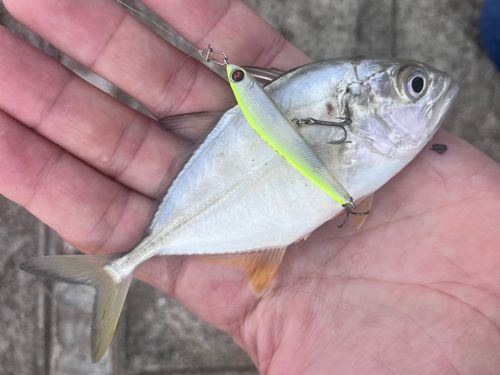 メッキの釣果