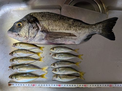 アジの釣果