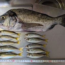 アジ