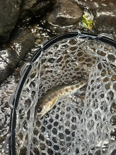 ヤマメの釣果