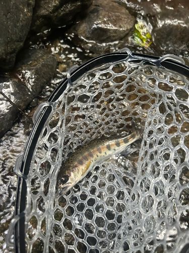 ヤマメの釣果