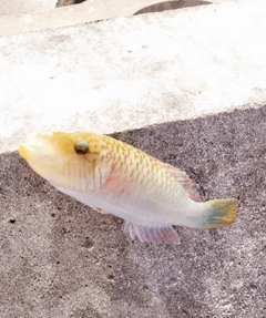 ホホスジモチノウオの釣果