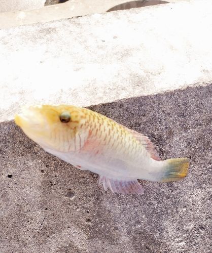 ホホスジモチノウオの釣果