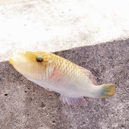 ホホスジモチノウオ