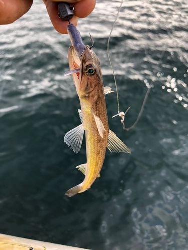エソの釣果