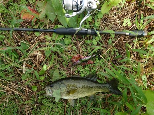 ラージマウスバスの釣果