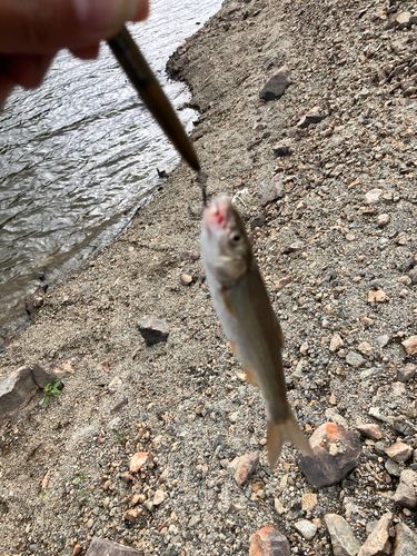 ウグイの釣果