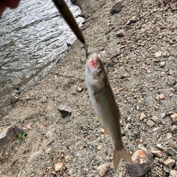 ウグイ