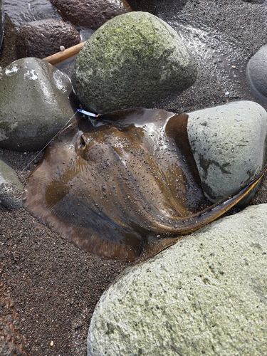 アカエイの釣果