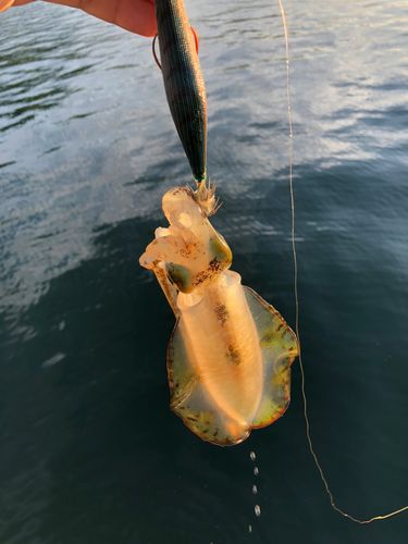 長崎湾