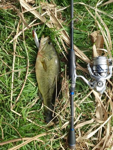 ラージマウスバスの釣果