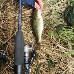 ラージマウスバス