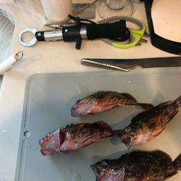 ウッカリカサゴ