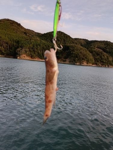 ハゼの釣果