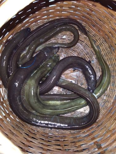 ウナギの釣果
