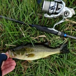 ラージマウスバス