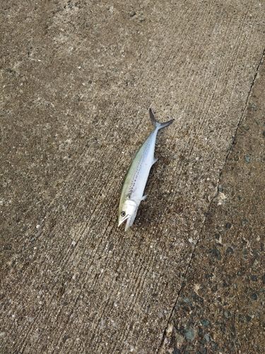 サゴシの釣果