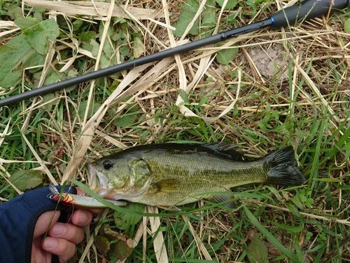 ラージマウスバスの釣果