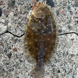 タマガンゾウビラメ