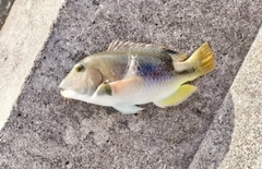 ベラの釣果