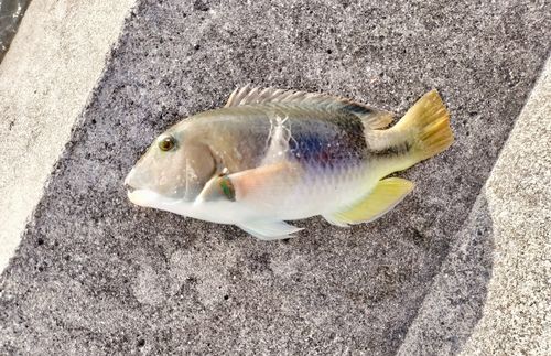 ベラの釣果