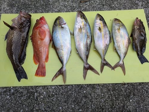 オオモンハタの釣果