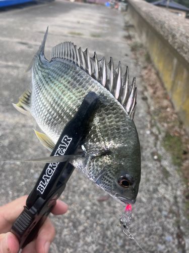 キビレの釣果