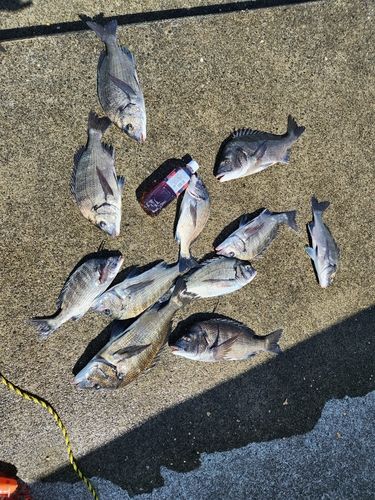 クロダイの釣果