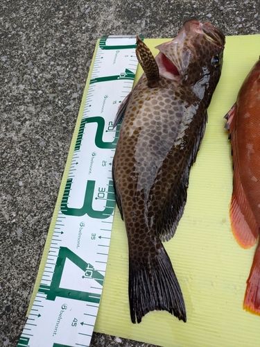 オオモンハタの釣果