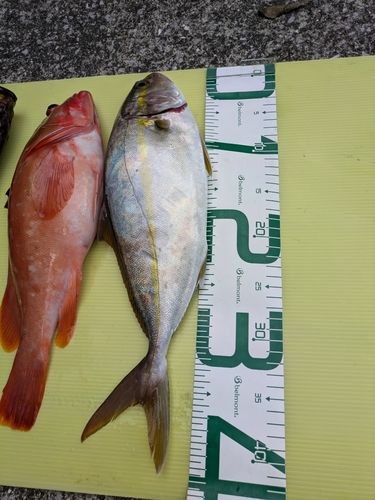 ネイリの釣果
