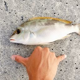 ジューマー(ヒトスジタマガシラ)