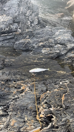ハマチの釣果