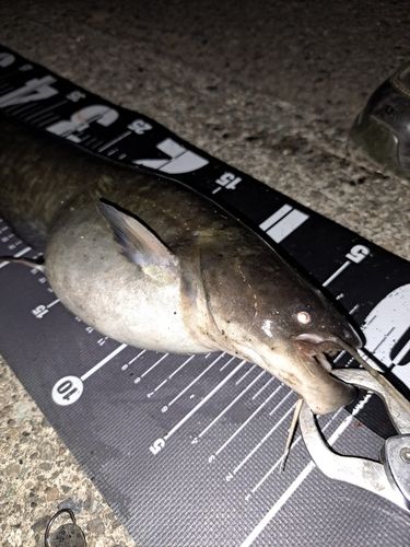 ナマズの釣果