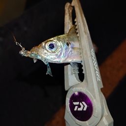アジ