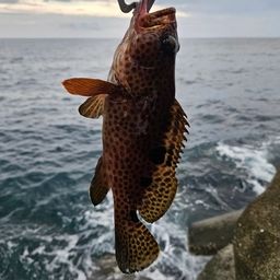 ノミノクチ