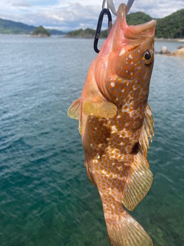 キジハタの釣果