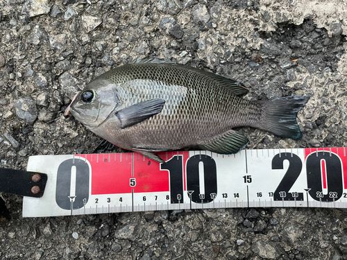 メジナの釣果