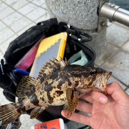 タケノコメバル