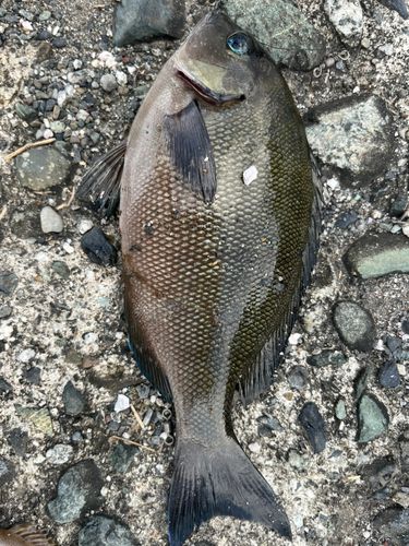 メジナの釣果