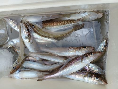 シロギスの釣果