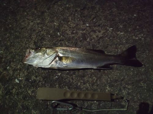 セイゴ（ヒラスズキ）の釣果