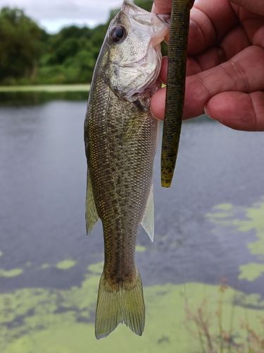 ラージマウスバスの釣果