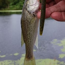 ラージマウスバス