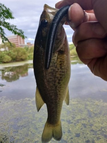 ラージマウスバスの釣果