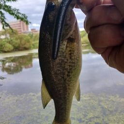 ラージマウスバス